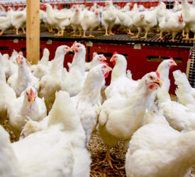 France to launch economic aid for farms impacted by bird flu