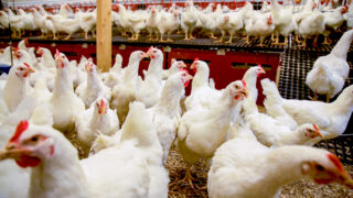 France to launch economic aid for farms impacted by bird flu