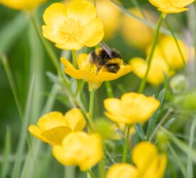 Integrated pest management a ‘key driver’ for UK agrochemical initiative