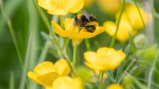 Integrated pest management a ‘key driver’ for UK agrochemical initiative