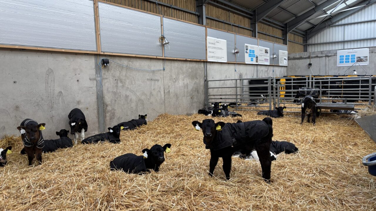 Water availability key to boosting calf health