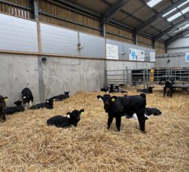 Water availability key to boosting calf health