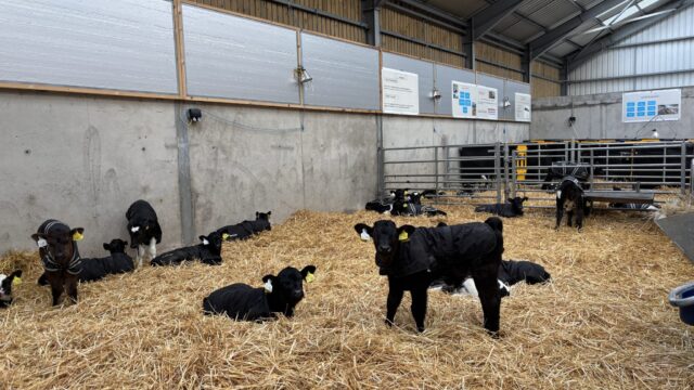 Water availability key to boosting calf health