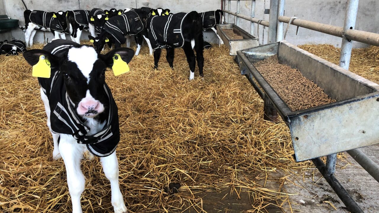 Getting starter ration into newborn calves this spring