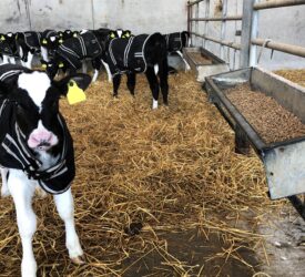 Getting starter ration into newborn calves this spring