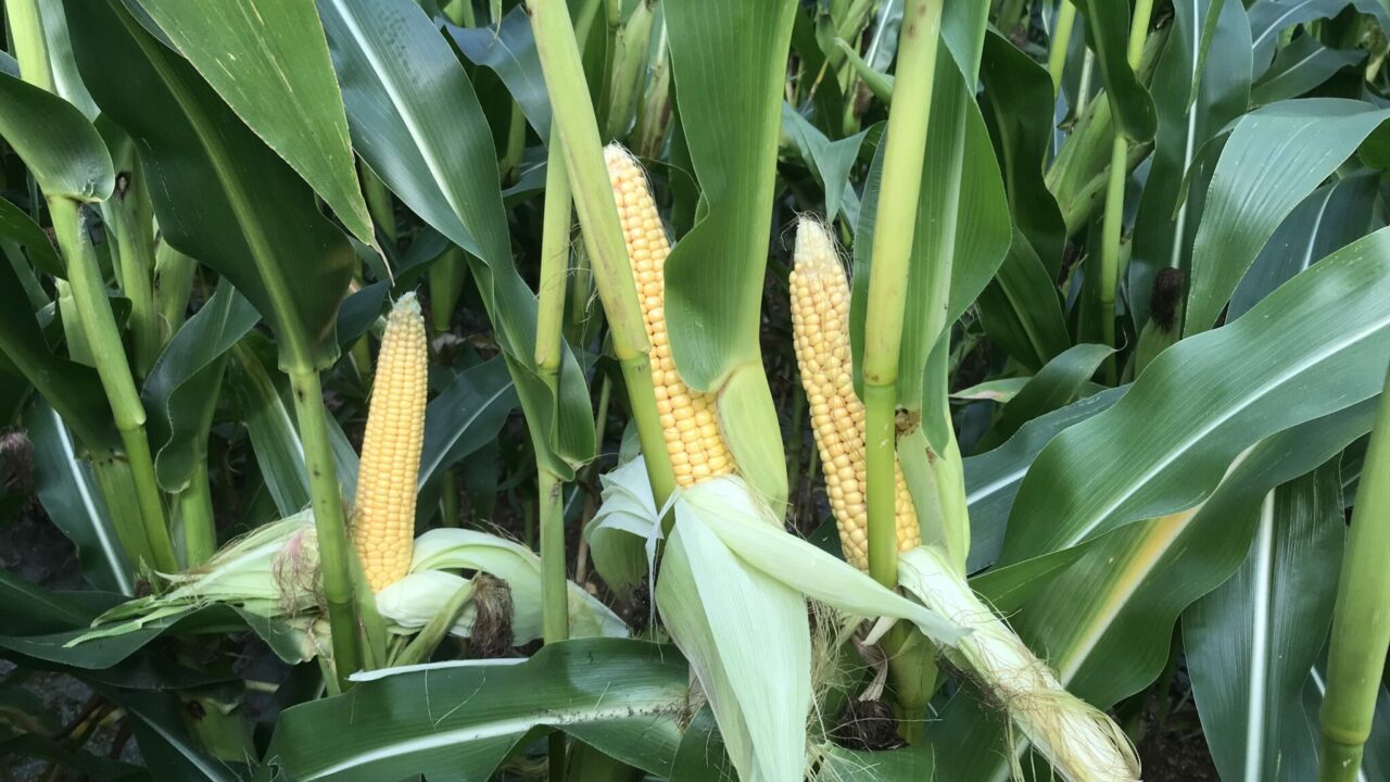 AHDB projects significant drop in UK maize imports