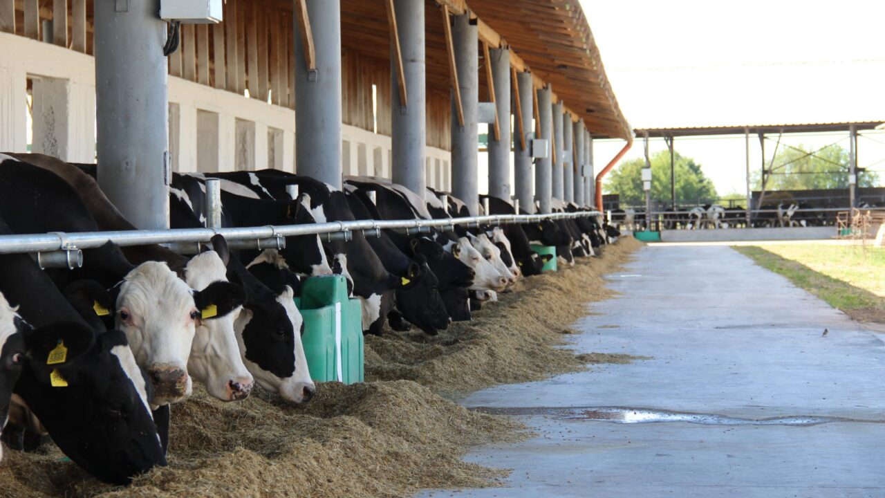 The challenge of milking cows near the front line in Ukraine