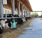 The challenge of milking cows near the front line in Ukraine