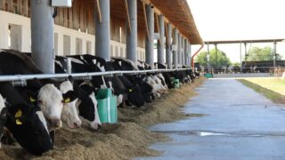 The challenge of milking cows near the front line in Ukraine