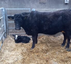 ‘Nothing can stop spread’ of vector-borne animal diseases from Europe – expert