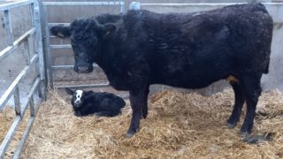 ‘Nothing can stop spread’ of vector-borne animal diseases from Europe – expert