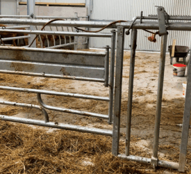 Ensuring safety at calving on suckler and dairy farms this spring