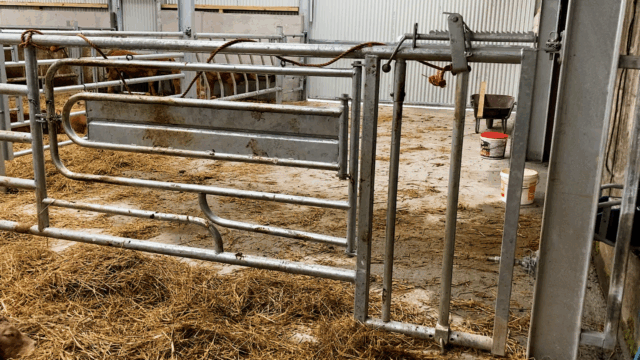 Ensuring safety at calving on suckler and dairy farms this spring