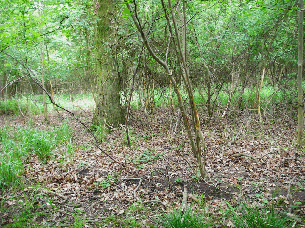 Woodland in south-east England with deer damage. Source: Defra