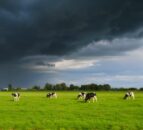 NI farmers warned on mineral loss after ‘wettest start in nearly 150 years’