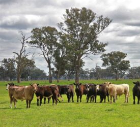 Australia hit ‘record’ beef production in 2025