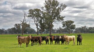Australia hit ‘record’ beef production in 2025