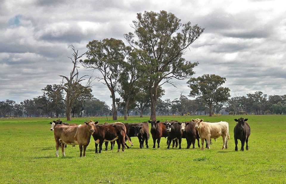 Australia hit ‘record’ beef production in 2025