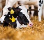 The key to rumen development this spring