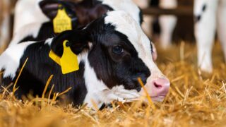 DAERA: Final days to share views on mandatory EID for calves