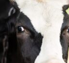 New BVD movement restrictions in NI from March