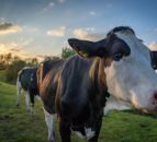 DAFM should ‘work swiftly’ with NI on bluetongue – ICMSA