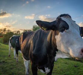 DAFM should ‘work swiftly’ with NI on bluetongue – ICMSA