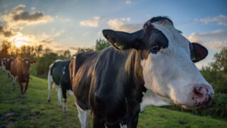 DAFM should ‘work swiftly’ with NI on bluetongue – ICMSA