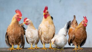 New bird flu cases detected in England and Scotland