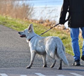 Dog attacks on livestock cost Northern Irish farmers £150k in 2025