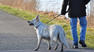 Dog attacks on livestock cost Northern Irish farmers £150k in 2025
