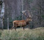 New deer management measures aim to protect England's woodlands
