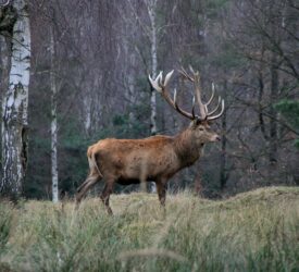 New deer management measures aim to protect England’s woodlands