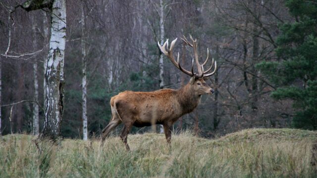 New deer management measures aim to protect England's woodlands