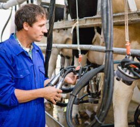 Report: Delayed spring calving added to EU milk flows in late 2025