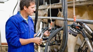 Report: Delayed spring calving added to EU milk flows in late 2025