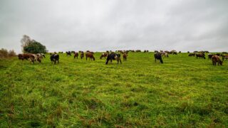 DAERA awards £4m to project focused on sustainable use of slurry