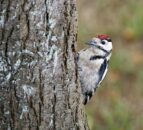 How many woodpeckers does it take to switch the lights off in Co. Clare?