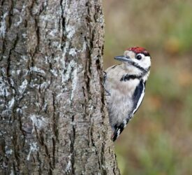 How many woodpeckers does it take to switch the lights off in Co. Clare?