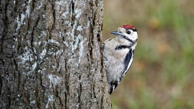How many woodpeckers does it take to switch the lights off in Co. Clare?