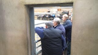 Bluetongue: Live trade of cattle to NI issue expected to be ‘resolved’ in days