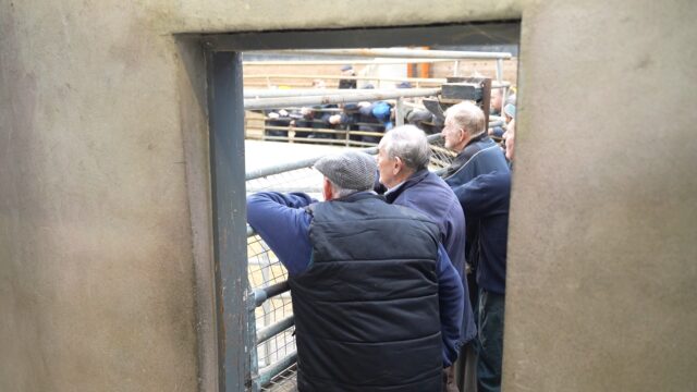 Bluetongue: Live trade of cattle to NI issue expected to be ‘resolved’ in days