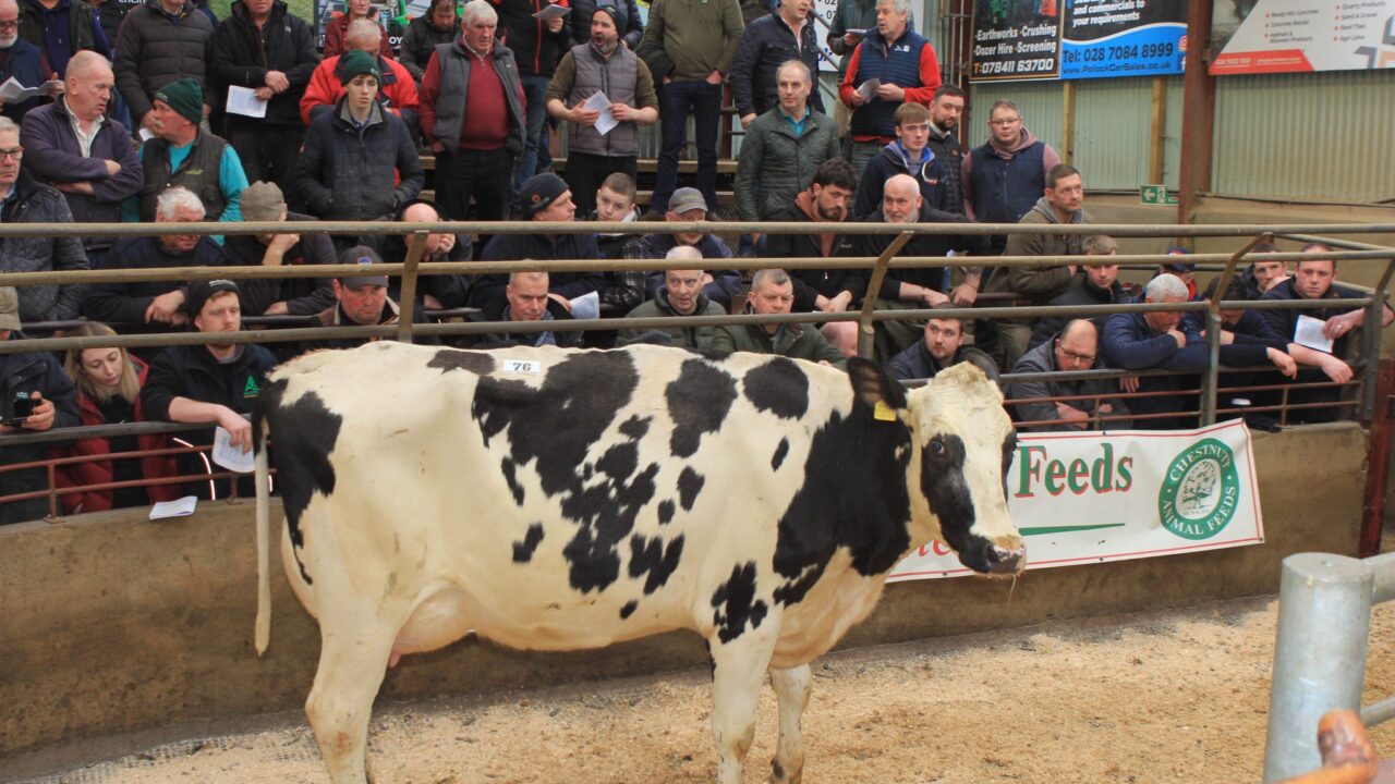 Top price of £5,150 at dairy sale in Kilrea Mart
