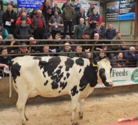 Top price of £5,150 at dairy sale in Kilrea Mart