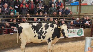 Top price of £5,150 at dairy sale in Kilrea Mart