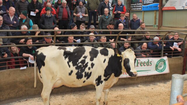 Top price of £5,150 at dairy sale in Kilrea Mart