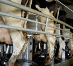 British woman aims to milk 10,000 cows in 10 days for charity