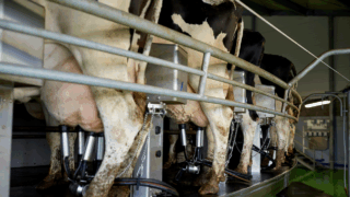 British woman aims to milk 10,000 cows in 10 days for charity