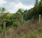 Extensive tree planting needed to hit net-zero livestock by 2050 – study