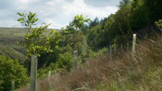 Extensive tree planting needed to hit net-zero livestock by 2050 – study